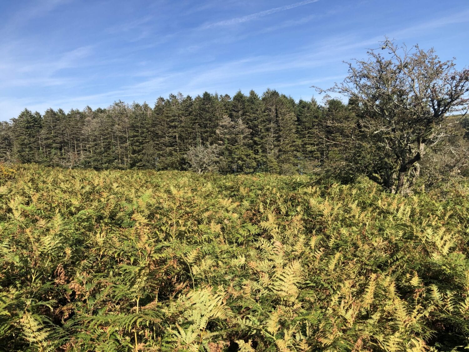 Holne Moor
