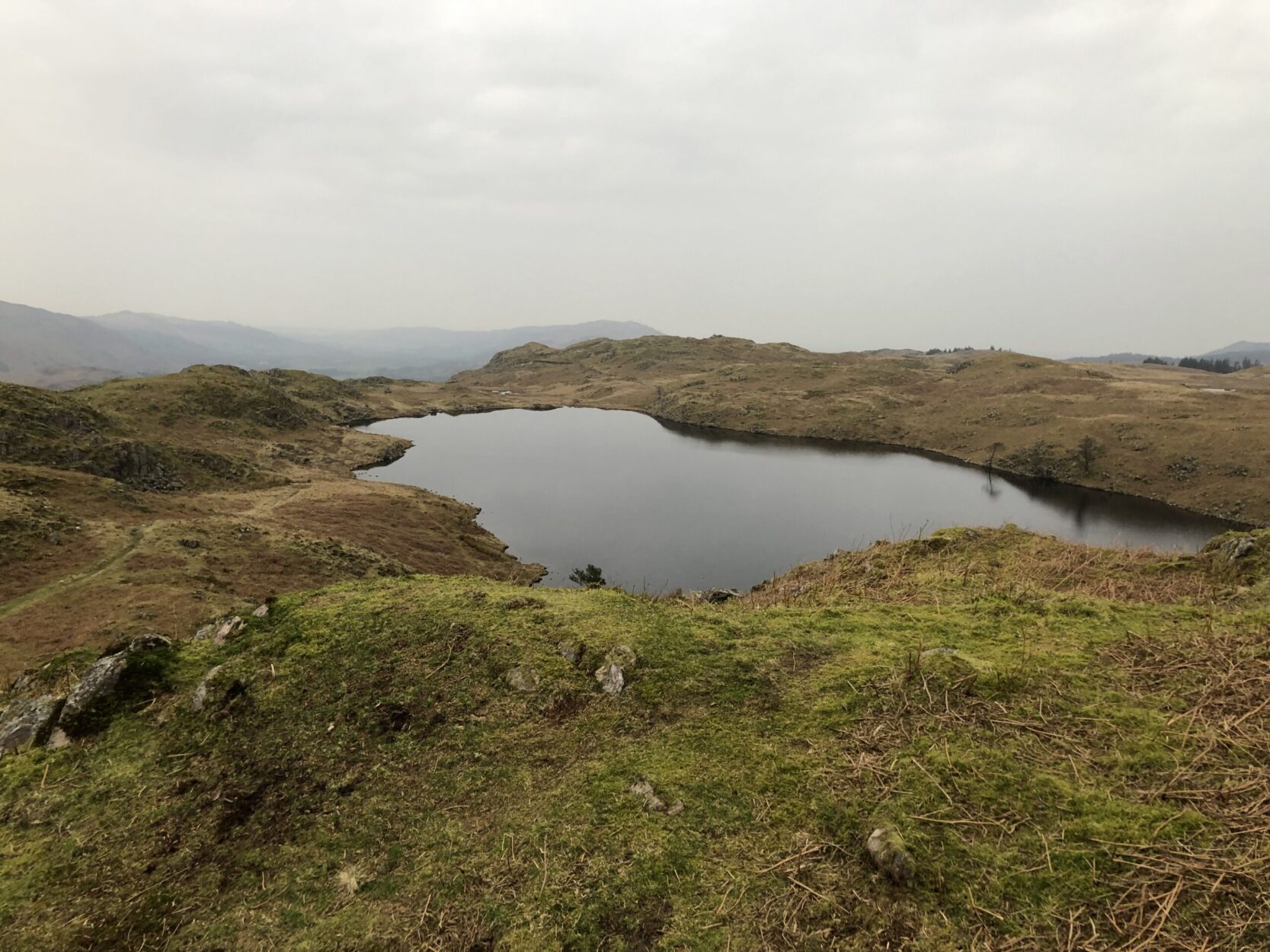 Bea Tarn