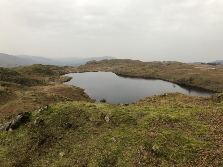 Bea Tarn