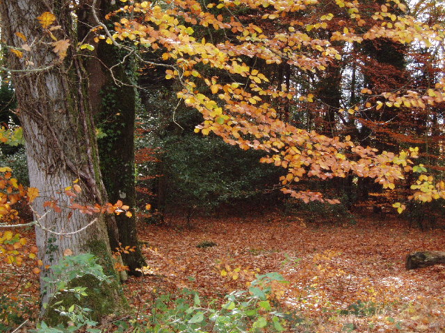 Abbeyford Woods